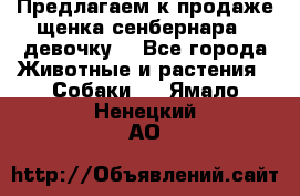 Предлагаем к продаже щенка сенбернара - девочку. - Все города Животные и растения » Собаки   . Ямало-Ненецкий АО